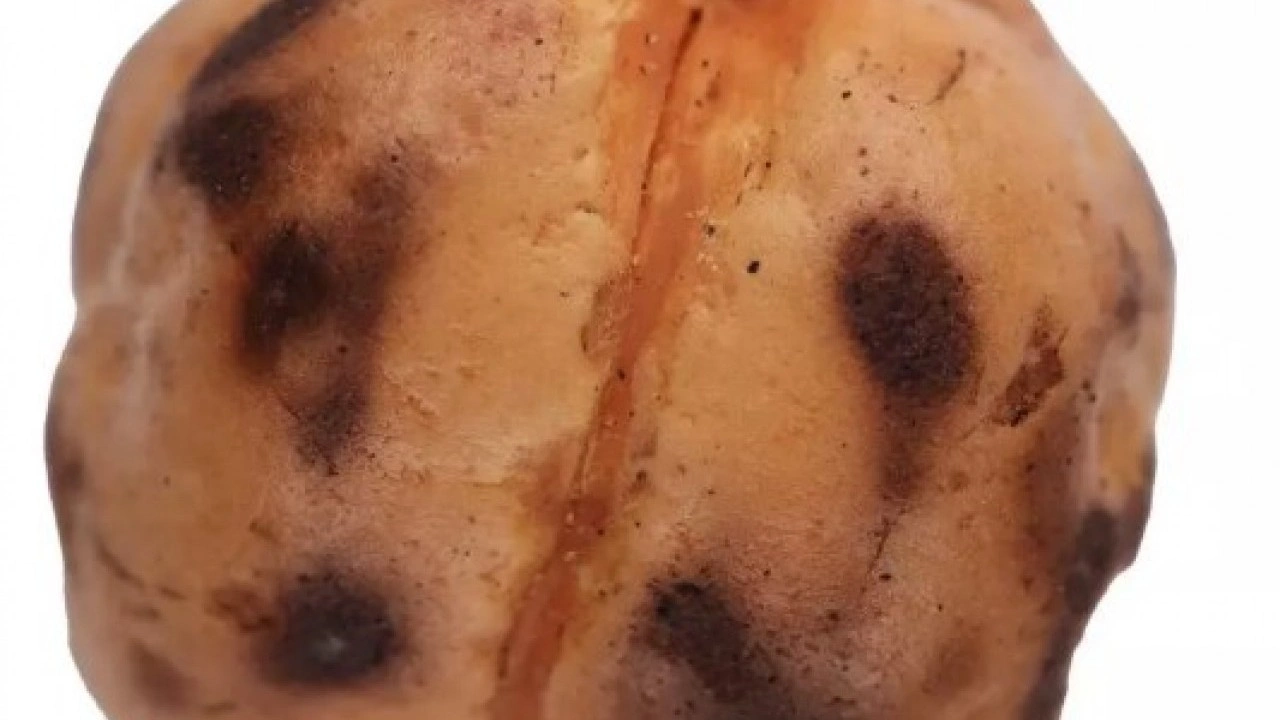 Foto - Kütahya'da heyecanlandıran keşif: Biri 4, diğeri 8 bin yıllık!