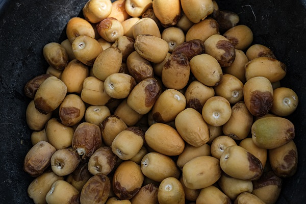 Foto - Kutsal topraklardan hurmalarla dönüyorlar