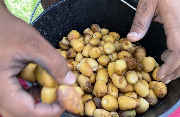 Foto - Kutsal topraklardan hurmalarla dönüyorlar