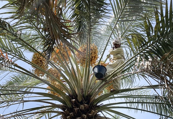 Foto - Kutsal topraklardan hurmalarla dönüyorlar