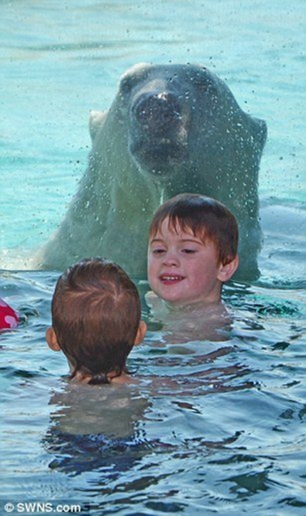 Foto - Kutup ayısıyla aynı havuzda yüzdüler
