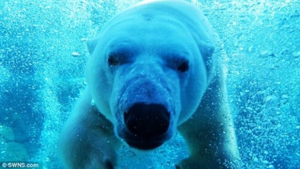Foto - Kutup ayısıyla aynı havuzda yüzdüler