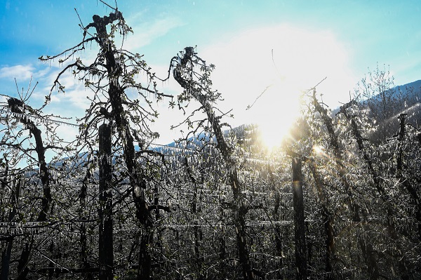Foto - Kutup soğukları İtalya'yı vurdu! Meyve ağaçları bu yöntemle korunuyor