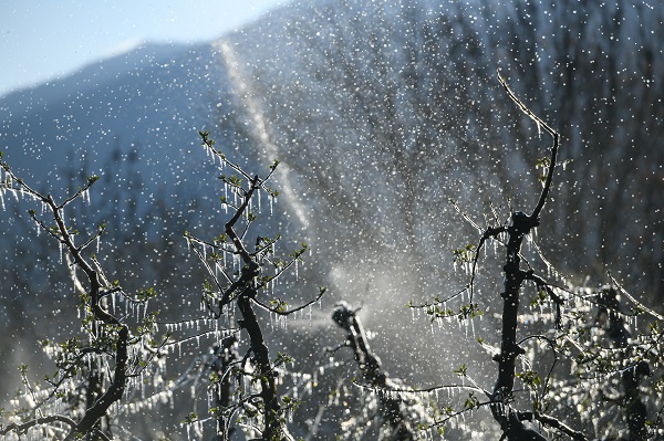 Foto - Kutup soğukları İtalya'yı vurdu! Meyve ağaçları bu yöntemle korunuyor