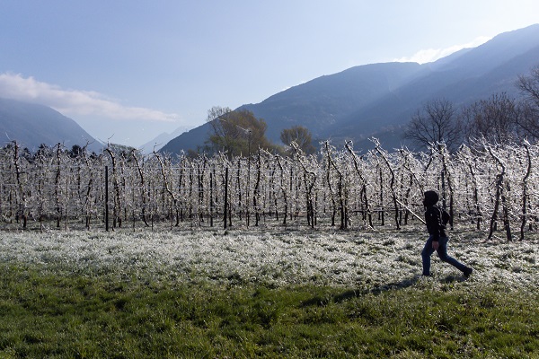 Foto - Kutup soğukları İtalya'yı vurdu! Meyve ağaçları bu yöntemle korunuyor