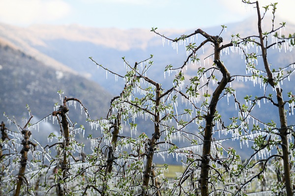 Foto - Kutup soğukları İtalya'yı vurdu! Meyve ağaçları bu yöntemle korunuyor