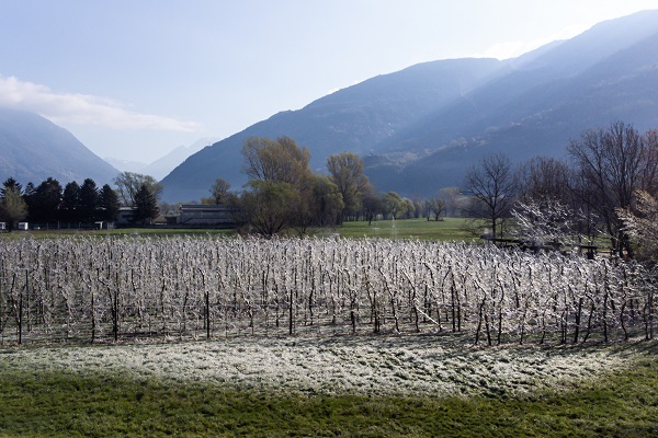 Foto - Kutup soğukları İtalya'yı vurdu! Meyve ağaçları bu yöntemle korunuyor
