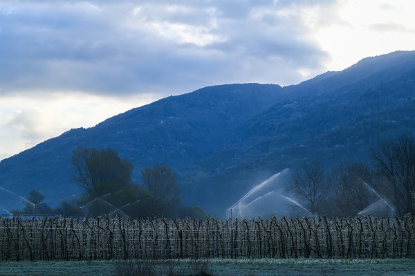 Foto - Kutup soğukları İtalya'yı vurdu! Meyve ağaçları bu yöntemle korunuyor