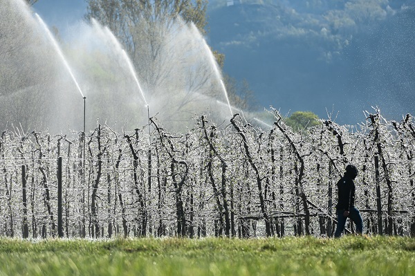Foto - Kutup soğukları İtalya'yı vurdu! Meyve ağaçları bu yöntemle korunuyor