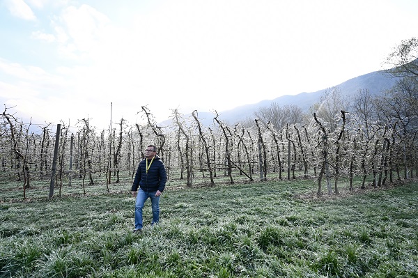 Foto - Kutup soğukları İtalya'yı vurdu! Meyve ağaçları bu yöntemle korunuyor