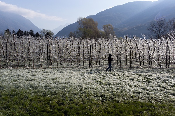 Foto - Kutup soğukları İtalya'yı vurdu! Meyve ağaçları bu yöntemle korunuyor