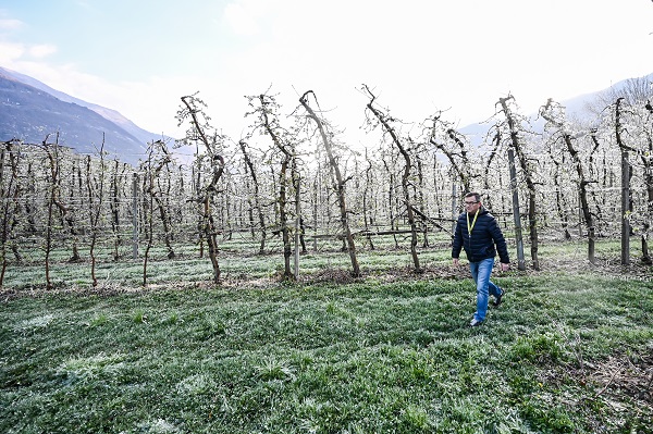 Foto - Kutup soğukları İtalya'yı vurdu! Meyve ağaçları bu yöntemle korunuyor
