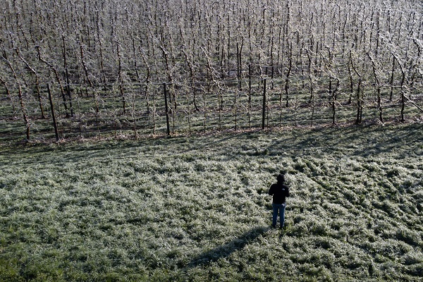 Foto - Kutup soğukları İtalya'yı vurdu! Meyve ağaçları bu yöntemle korunuyor