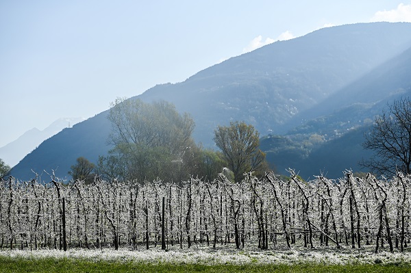 Foto - Kutup soğukları İtalya'yı vurdu! Meyve ağaçları bu yöntemle korunuyor