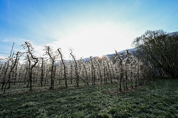 Foto - Kutup soğukları İtalya'yı vurdu! Meyve ağaçları bu yöntemle korunuyor