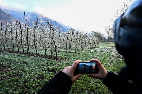 Foto - Kutup soğukları İtalya'yı vurdu! Meyve ağaçları bu yöntemle korunuyor