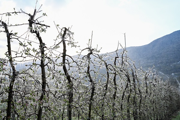 Foto - Kutup soğukları İtalya'yı vurdu! Meyve ağaçları bu yöntemle korunuyor