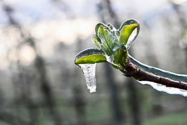 Foto - Kutup soğukları İtalya'yı vurdu! Meyve ağaçları bu yöntemle korunuyor