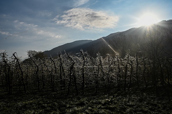 Foto - Kutup soğukları İtalya'yı vurdu! Meyve ağaçları bu yöntemle korunuyor
