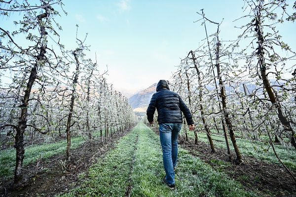 Foto - Kutup soğukları İtalya'yı vurdu! Meyve ağaçları bu yöntemle korunuyor