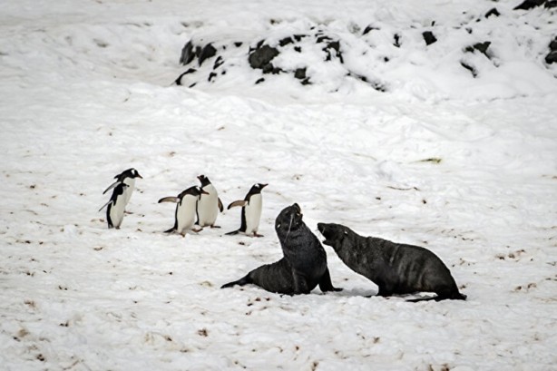 Foto - Kutuplarda olağan dışı bir olay! Böyle bir şey tarihte görülmedi