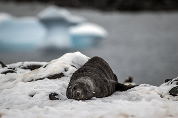 Foto - Kutuplarda olağan dışı bir olay! Böyle bir şey tarihte görülmedi