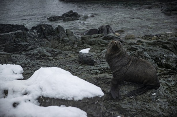 Foto - Kutuplarda olağan dışı bir olay! Böyle bir şey tarihte görülmedi