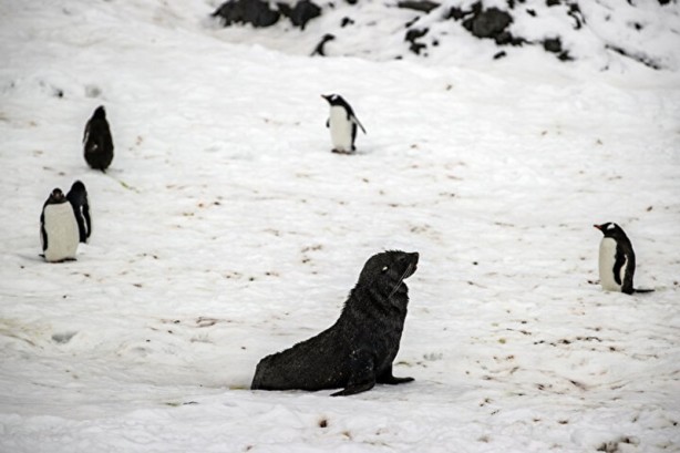 Foto - Kutuplarda olağan dışı bir olay! Böyle bir şey tarihte görülmedi