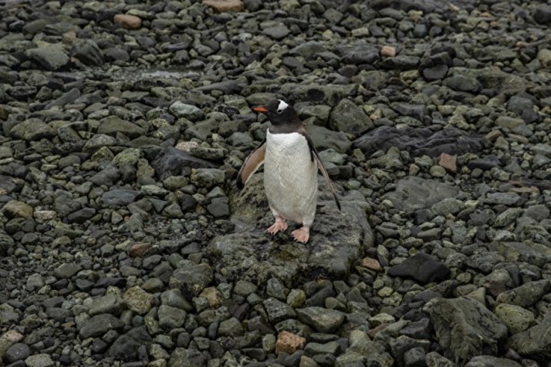 Foto - Kutuplarda olağan dışı bir olay! Böyle bir şey tarihte görülmedi