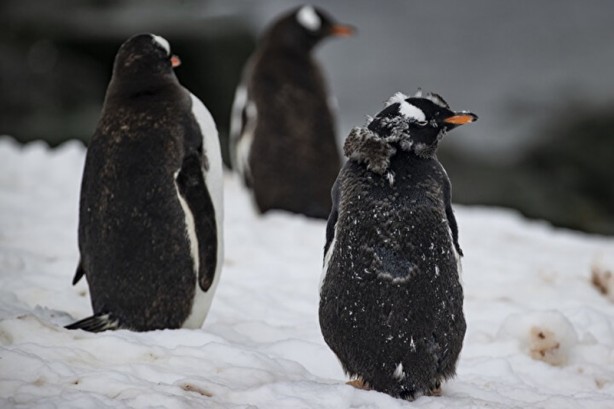 Foto - Kutuplarda olağan dışı bir olay! Böyle bir şey tarihte görülmedi
