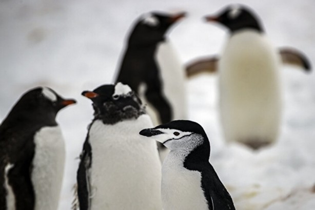 Kutuplarda olağan dışı bir olay! Böyle bir şey tarihte görülmedi