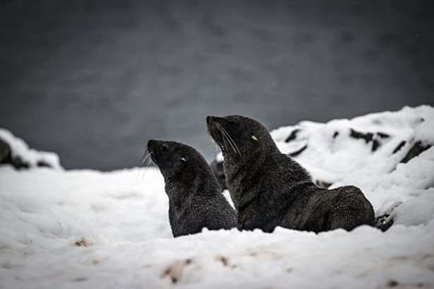 Foto - Kutuplarda olağan dışı bir olay! Böyle bir şey tarihte görülmedi