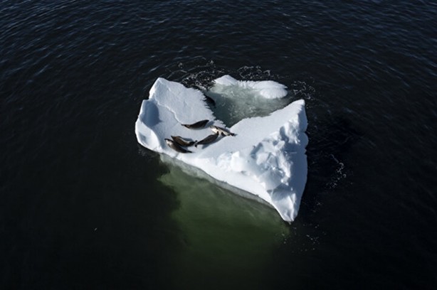 Foto - Kutuplarda olağan dışı bir olay! Böyle bir şey tarihte görülmedi