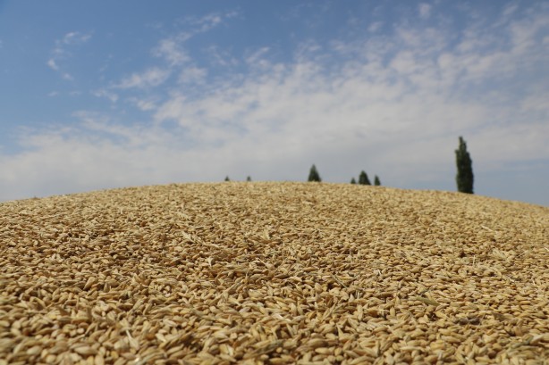 Foto - Kuyruklar oluştu ama yetmez! Buğday ambarında yeni rekor yükleniyor