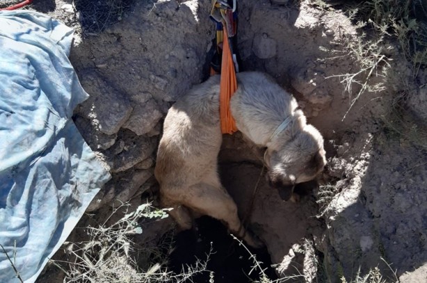 Foto - Kuyuya düşen köpeği AFAD kurtardı