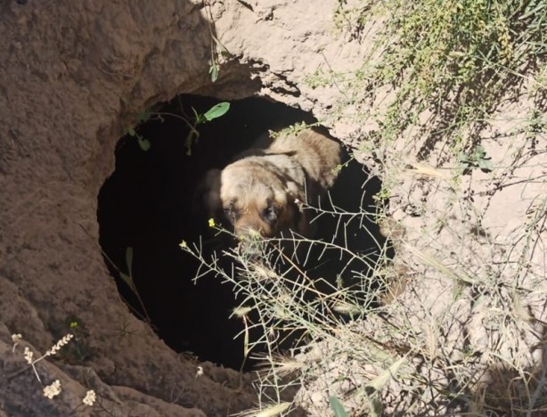 Foto - Kuyuya düşen köpeği AFAD kurtardı