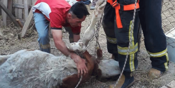 Kuyuya düşen kurbanlık inek kurtarıldı