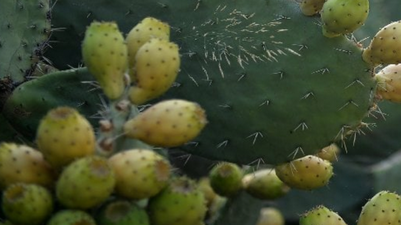 Foto - Kuzey Afrika'dan geldi... Dikenli incir çok sevildi şifa dolu meyve, hem sağlık dolu hem de lezzetli! 