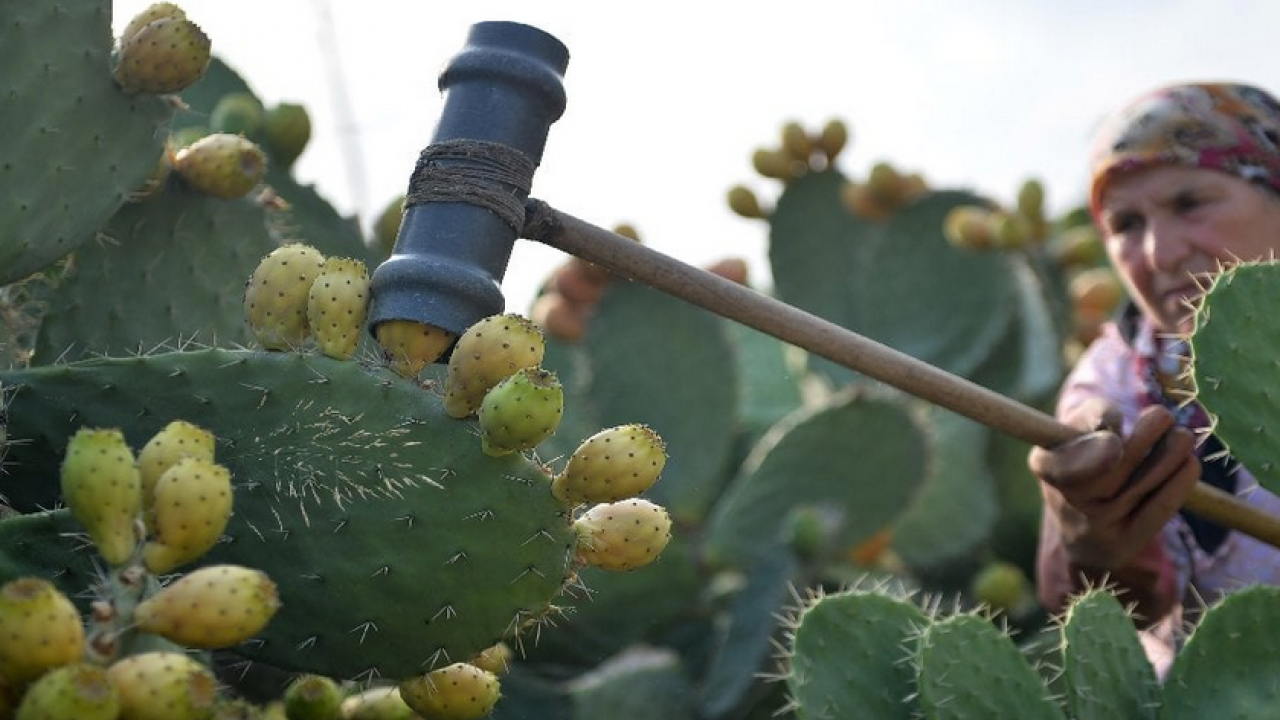Foto - Kuzey Afrika'dan geldi... Dikenli incir çok sevildi şifa dolu meyve, hem sağlık dolu hem de lezzetli! 