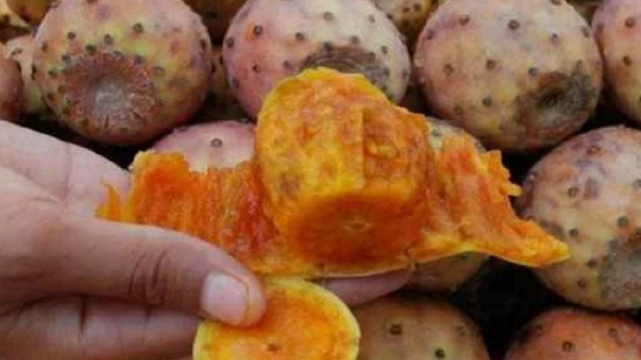 Foto - Kuzey Afrika'dan geldi... Dikenli incir çok sevildi şifa dolu meyve, hem sağlık dolu hem de lezzetli! 