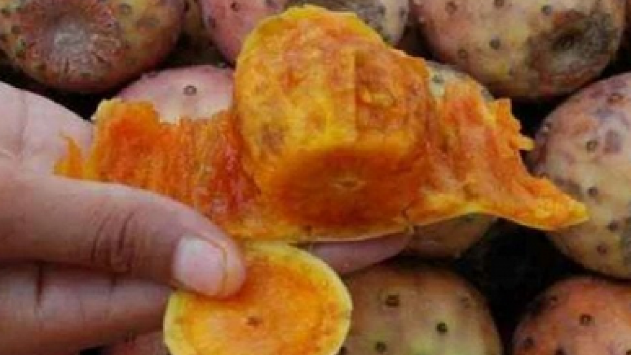 Kuzey Afrika'dan geldi... Dikenli incir çok sevildi şifa dolu meyve, hem sağlık dolu hem de lezzetli! 