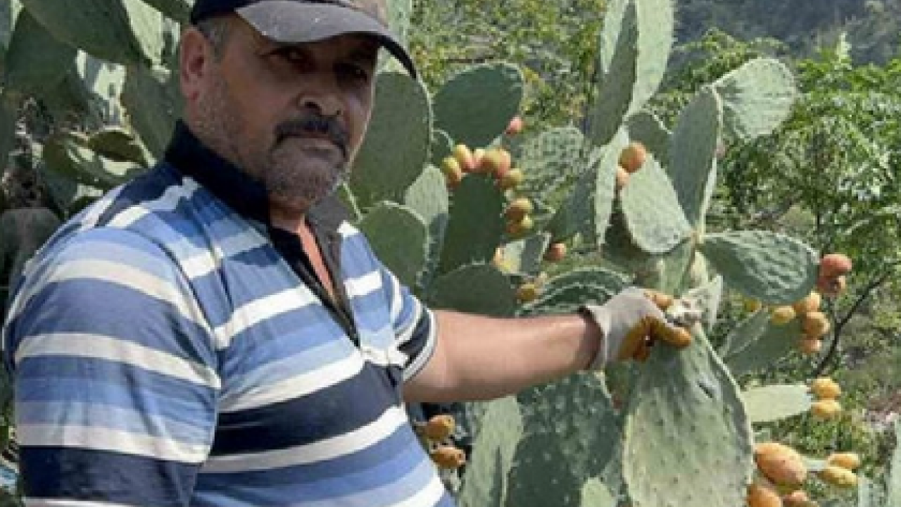 Foto - Kuzey Afrika'dan geldi... Dikenli incir çok sevildi şifa dolu meyve, hem sağlık dolu hem de lezzetli! 