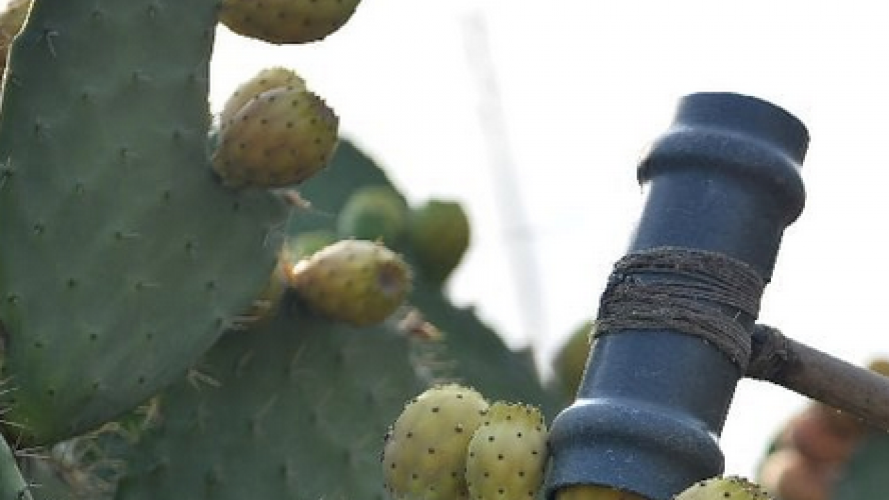 Foto - Kuzey Afrika'dan geldi... Dikenli incir çok sevildi şifa dolu meyve, hem sağlık dolu hem de lezzetli! 