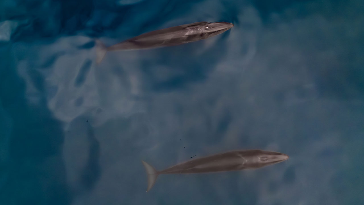 Kuzey Kutbu’nda şaşırtan buluş! Arktik’te Türk imzası