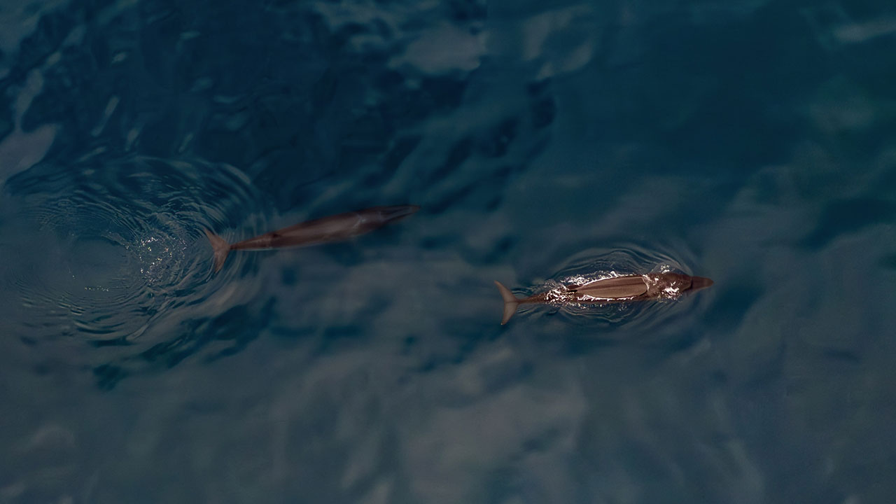 Foto - Kuzey Kutbu’nda şaşırtan buluş! Arktik’te Türk imzası