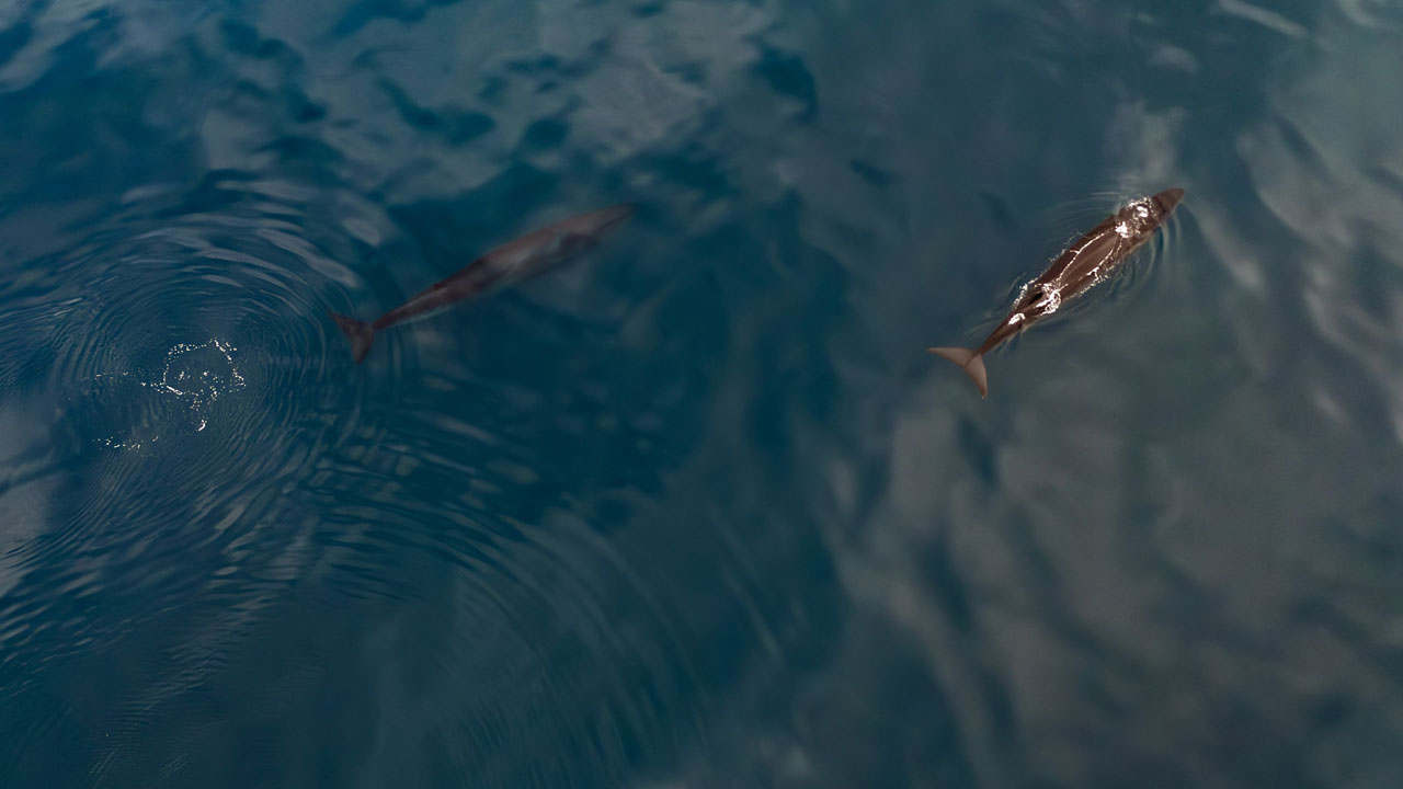 Foto - Kuzey Kutbu’nda şaşırtan buluş! Arktik’te Türk imzası
