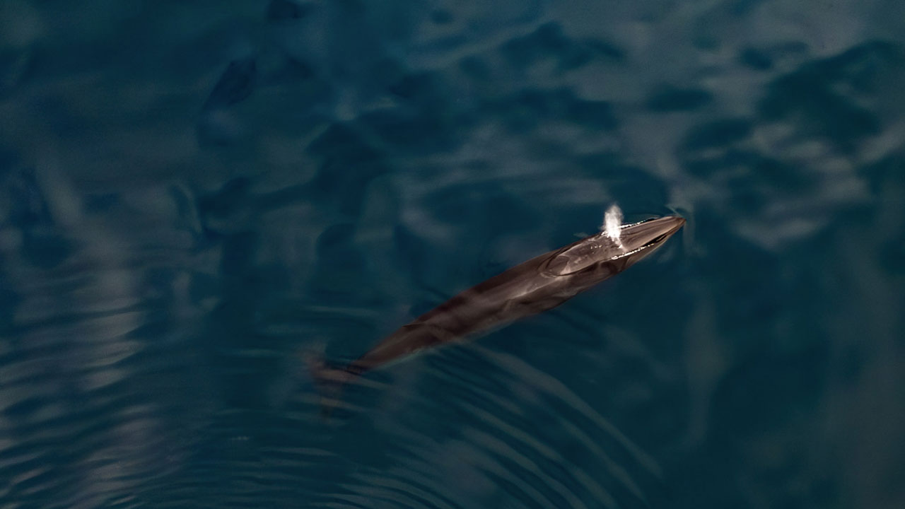 Foto - Kuzey Kutbu’nda şaşırtan buluş! Arktik’te Türk imzası