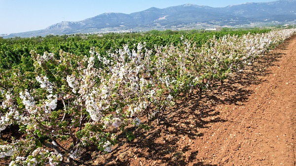 Foto - Kuzey yarımkürenin ilk hasadı yapıldı! Kilosu tam 2 bin liraya satıldı