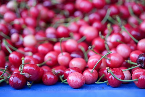 Foto - Kuzey yarımkürenin ilk hasadı yapıldı! Kilosu tam 2 bin liraya satıldı