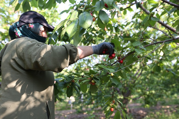 Foto - Kuzey yarımkürenin ilk hasadı yapıldı! Kilosu tam 2 bin liraya satıldı